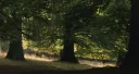 La vida secreta de los árboles 