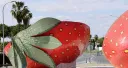 Strawberry Fields (Julia Montilla, España, 2025)