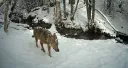 Durmiendo con lobos