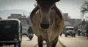 THE END OF MEAT