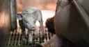 THE END OF MEAT