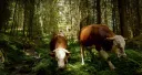 THE END OF MEAT