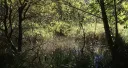 Woods & Waters / Bosque y agua