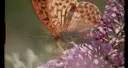 Super Nature