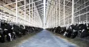 THE MILK SYSTEM 