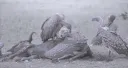 LOS PÁJAROS CANTAN EN KIGALI