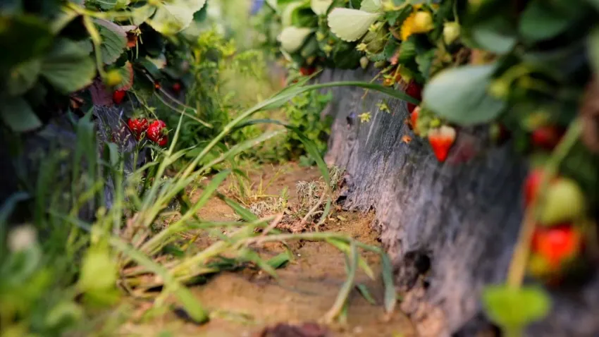 Strawberry Fields (Julia Montilla, España, 2025)