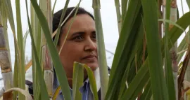 Historias del buen valle