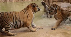 El reino de los tigres